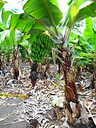 The very large leaves of the banana, Musa acuminata