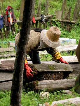 Традиционный способ добычи мёда у байма