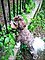 Brown Havanese Dog.jpg
