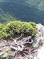 Xenebreiro rastreiro (Juniperus communis subsp. alpina) en Francia.