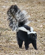 Skunk about to spray.jpg