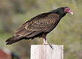 4243 turkey vulture odfw (4438159111).jpg