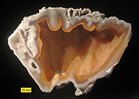 Agatized coral from the Hawthorn Group (Oligocene–Miocene), Florida. An example of preservation by replacement.