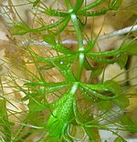 A small submerged plant