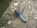 Blue Dragonfly in Kamakura, Japan