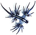 Image 13 Glaucus atlanticus Photograph: Taro Taylor; edit: Dapete Glaucus atlanticus is a species of small, blue sea slug. This pelagic aeolid nudibranch floats upside down, using the surface tension of the water to stay up, and is carried along by the winds and ocean currents. The blue side of their body faces upwards, blending in with the blue of the water, while the grey side faces downwards, blending in with the silvery surface of the sea. G. atlanticus feeds on other pelagic creatures, including the Portuguese man o' war. More selected pictures