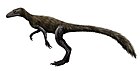 Marasuchus lilloensis