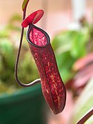 Insect-trapping leaf of pitcher plant
