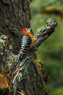 Rufous-bellied Woodpecker - Bhutan S4E8773.jpg