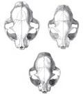 Image 8Skulls of a wildcat (top left), a housecat (top right), and a hybrid between the two (bottom center) (from Cat)