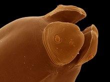 Mikroskopický kolorovaný záběr na přední část těla škrkavky; patrné jsou tři hnědé pysky na jinak válcovité struktuře stejné barvy