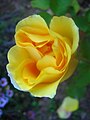 Жовта троянда сорту 'Lowell Thomas'