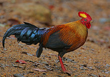 Flickr - Rainbirder - Ceylon Junglefowl (Gallus lafayetii) Male.jpg