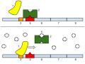 Image 25The lac operon. Top:Repressed, Bottom:Active 1: RNA Polymerase, 2: Repressor, 3: Promoter, 4: Operator, 5: Lactose, 6–8: protein-encoding genes, controlled by the switch, that cause lactose to be digested (from Evolutionary developmental biology)