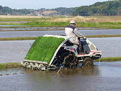 مزارع ياباني يستعمل آلة لشتل الأرز في محافظة تشيبا.