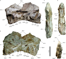Photos of the Angaturama limai fossil snout from various angles