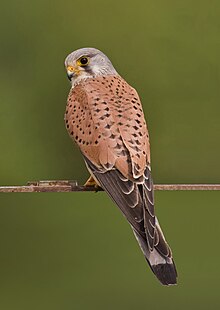 Common kestrel falco tinnunculus.jpg