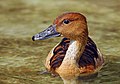 Image 5 Fulvous Whistling Duck Photo: Branko Kannenberg The Fulvous Whistling Duck (Dendrocygna bicolor) is a whistling duck which breeds across the world's tropical regions. It is a common species, growing to about 48–53 cm (19–21 in) long. Its habitat is still freshwater lakes, paddy fields or reservoirs with plentiful vegetation, where it feeds mainly at night on seeds and other parts of plants. More selected pictures