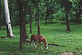 Horse, Ramsagor, Dinajpur