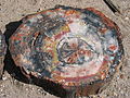 Image 18Petrified wood, by Daniel Schwen (from Wikipedia:Featured pictures/Sciences/Geology)