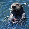 Image 31Sea otter, classic keystone species which controls sea urchin numbers (from Marine vertebrate)