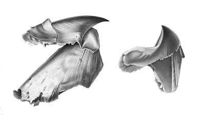 Cephalopod: the two-part beak of a giant squid