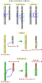 Image 27Five types of chromosomal mutations (from Mutation)