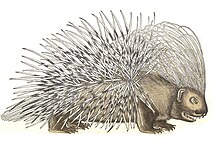 Drawing of a porcupine in Historia amimalium