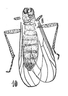 Plecia gigantea femelle 1937 N. Th. Holotype éch R976, x3, p. 226, Pl. XVI, Diptères du Sannoisien de Kleinkembs.