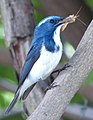 Image 11Predators, such as this ultramarine flycatcher (Ficedula superciliaris), feed on other animals. (from Animal)