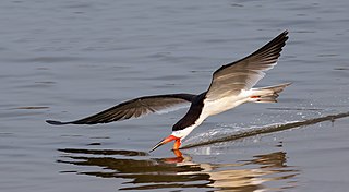Black skimmer (Rynchops niger) in flight.jpg