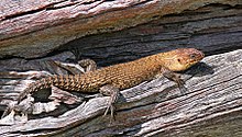 A reddish-gold lizard basking on a log