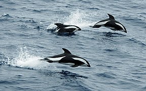 Črnokljuni pisani delfin skače v prelivu