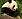 Panda closeup.jpg