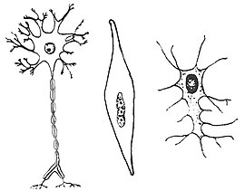 Illustraties van enkele dierlijke celtypen: een zenuwcel, een spiercel en beencel.