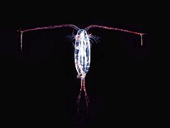 Copepod from Antarctica, a translucent ovoid animal with two long antennae