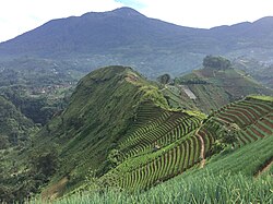 Panyaweuyan Rice field in Argapura