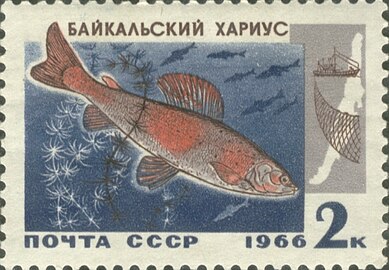 1966 год: Байкальский хариус