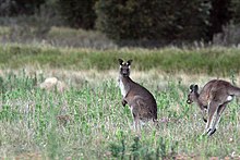 Canberra Kangaroos (6646578665).jpg
