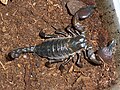 Image 27This female Pandinus scorpion Has heavily sclerotised chelae, tail and dorsum, but has flexible lateral areas to allow for expansion when gravid (from Arthropod exoskeleton)