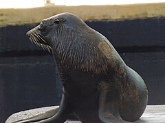 Australian fur seal