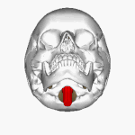 الجمجمة كما تُرى من الأسفل. أُشير إلى النخاع المستطيل (البصلة السيسائيّة) باللون الأحمر، حيث يعبر من خلال الثقبة العظمى.