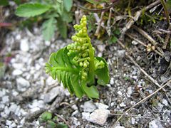 Figura 4.6. Botrychium lunaria. En esta planta joven puede observarse la prefoliación plegada característica de las ophioglossaceae.