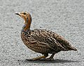 Red-winged Francolin (Francolinus levaillantii) from side, b.jpg