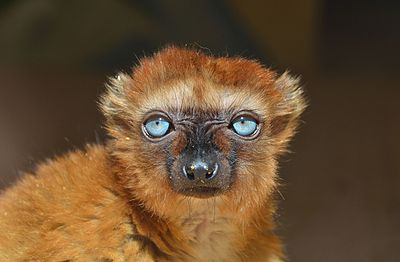 Blue-eyed_black_lemur.jpg