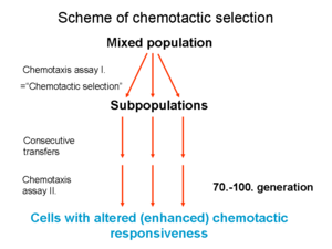 Chemotactic selection