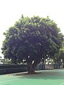 Это дерево существует с момента основания школы в 1919 году, ему более 100 лет