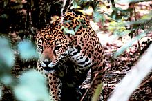 Obscured jaguar.jpg