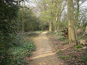 Path covered in sandy gravel winding through open woodland, with plants and shrubs growing on each side of the path.