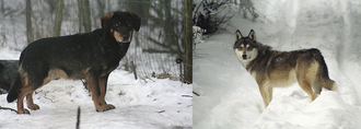 Photographs of two wolf–dog hybrids standing outdoors on snowy ground